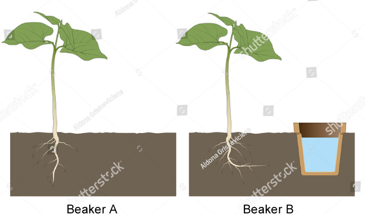 Hydrotropism Experiment | Design an experiment to demonstrate hydrotropism.