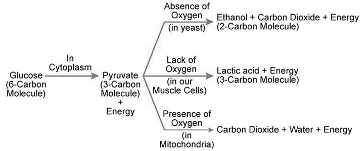 Break-down of glucose by various pathways