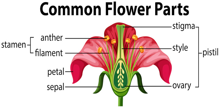 Draw longitudinal section of a flower | Labelled Diagram