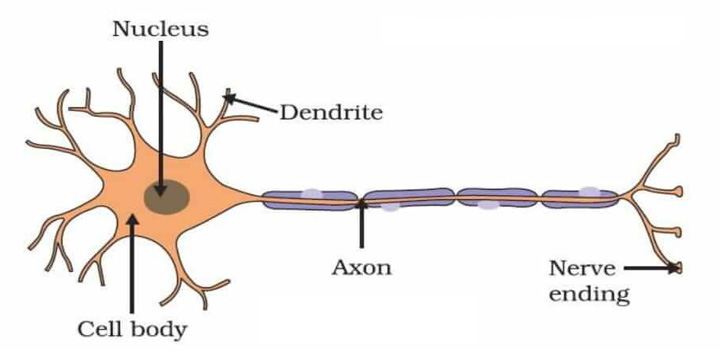 Neuron Structure | Draw the structure of a neuron and explain its function