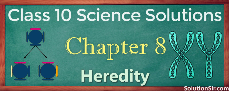 NCERT Solutions for Class 10 Science Chapter 8 Exercise